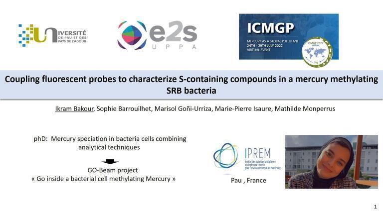 Coupling Fluorescent Probes to Characterize S-Containing Compounds in a Mercury Methylating SRB Bacteria